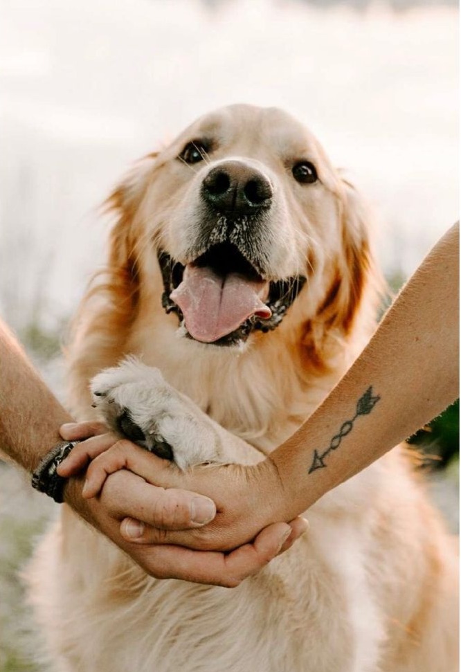 Perro con su familia