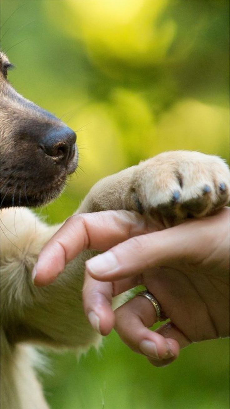 Pata y mano